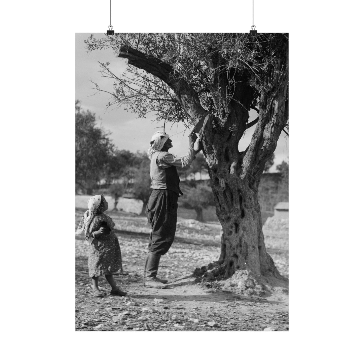 1934 1939 Palestine's Vintage photo Matte Vertical Posters