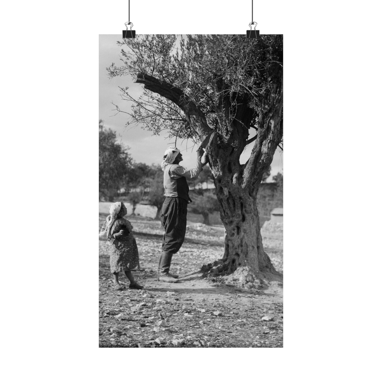 1934 1939 Palestine's Vintage photo Matte Vertical Posters
