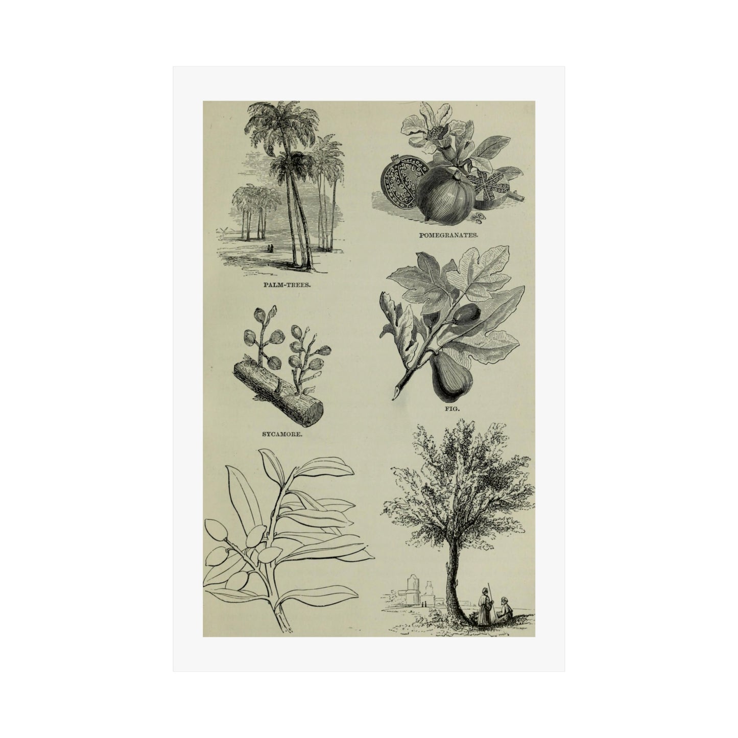 Matte Vertical Posters of various plants and trees mentioned in the Bible that were common in Palestine the Holy Land. Vintage Palestine Art