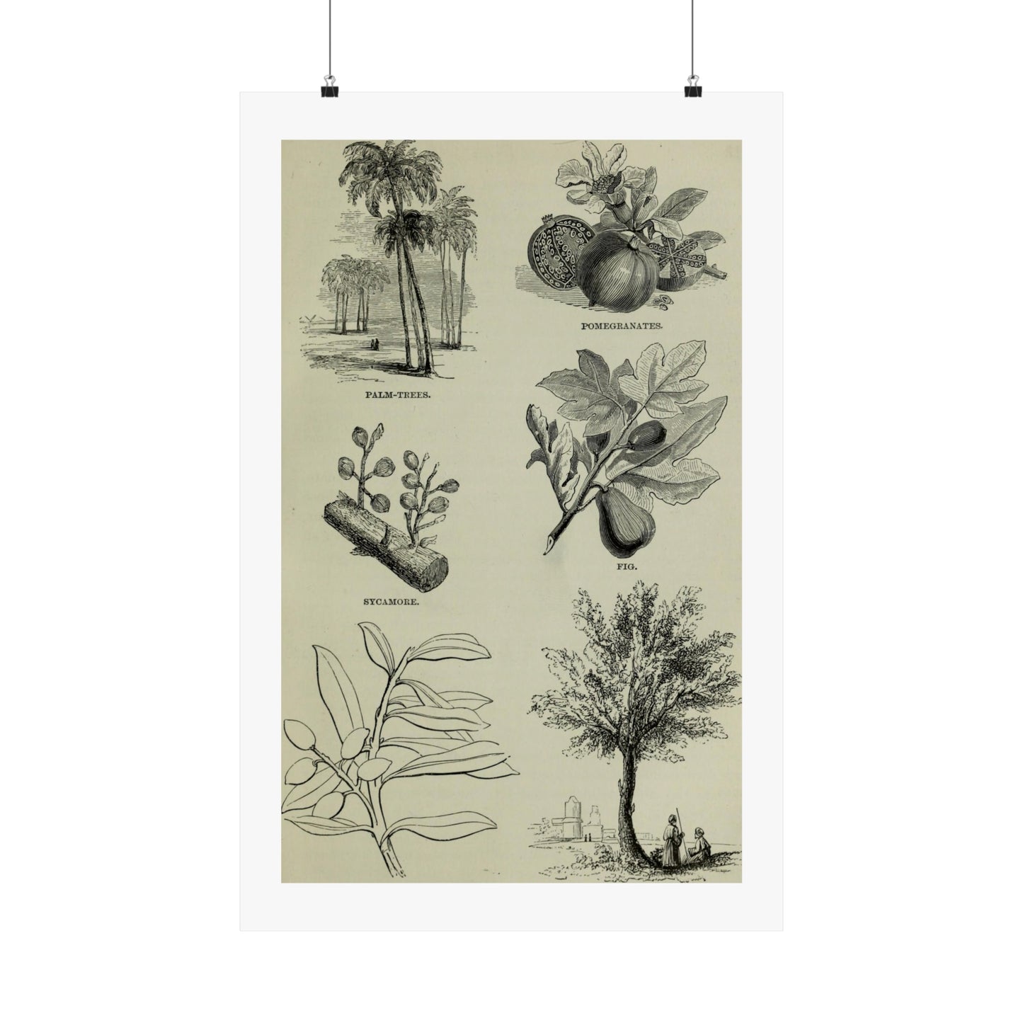 Matte Vertical Posters of various plants and trees mentioned in the Bible that were common in Palestine the Holy Land. Vintage Palestine Art