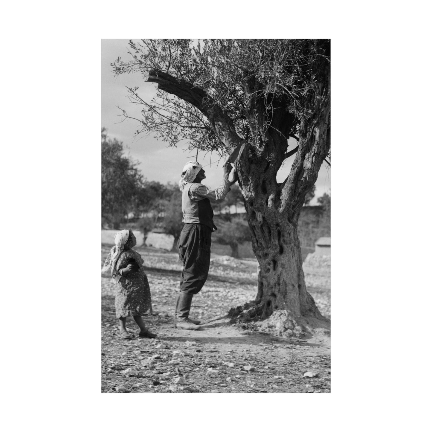 1934 1939 Palestine's Vintage photo Matte Vertical Posters