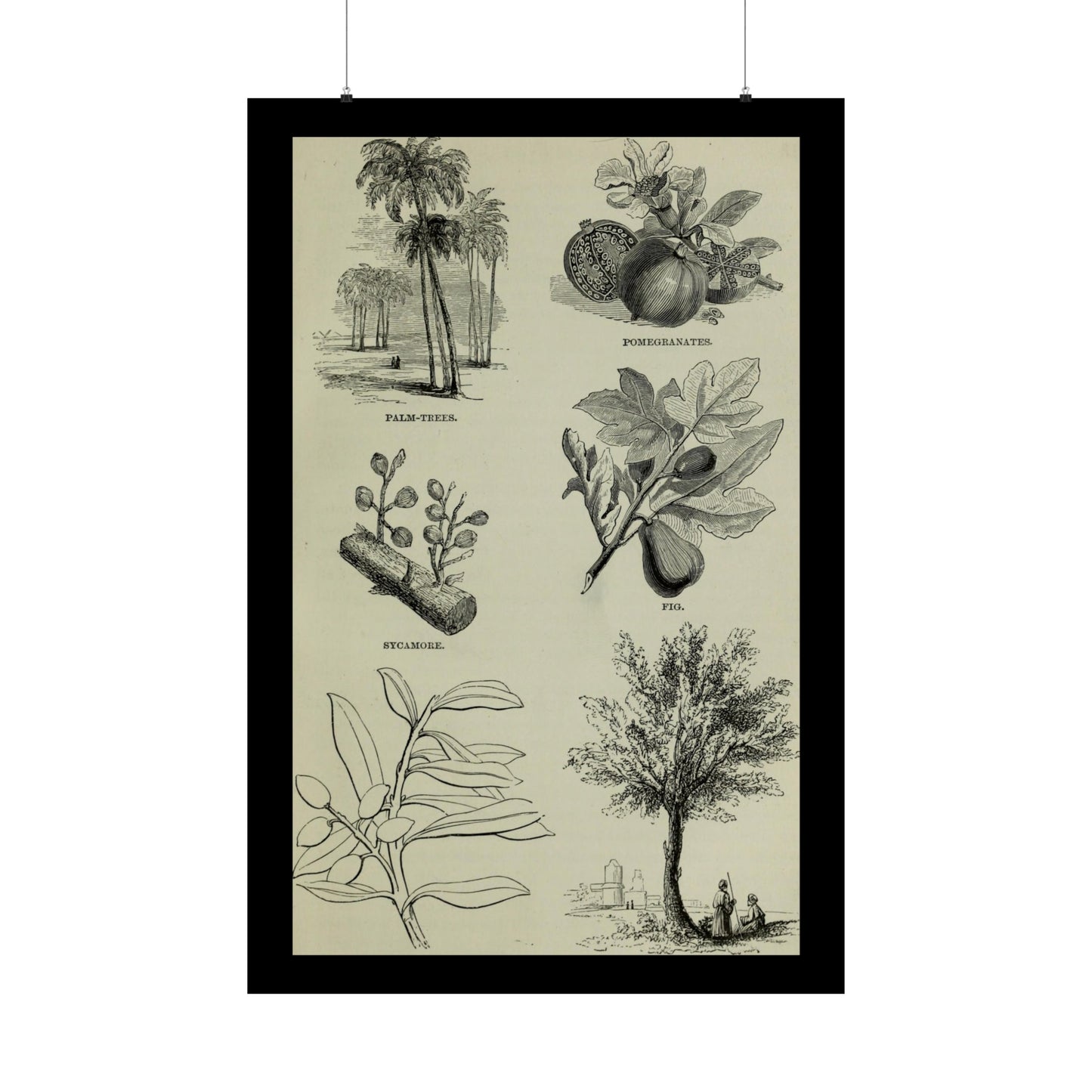 Matte Vertical Posters of various plants and trees mentioned in the Bible that were common in Palestine the Holy Land. Vintage Palestine Art
