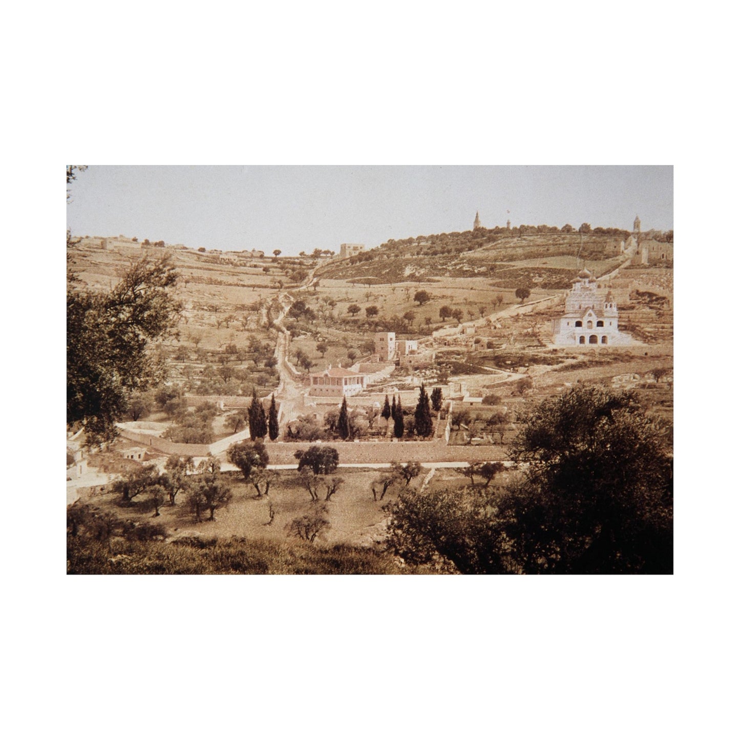 Vintage Palestine photo. Jerusalem olive trees Matte Horizontal Posters