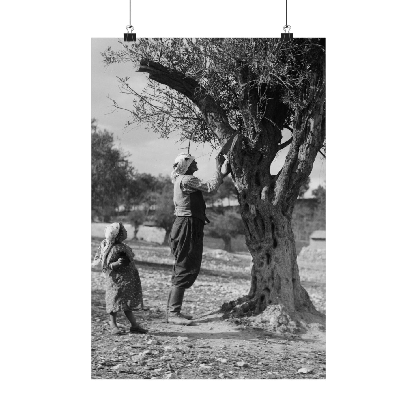 1934 1939 Palestine's Vintage photo Matte Vertical Posters