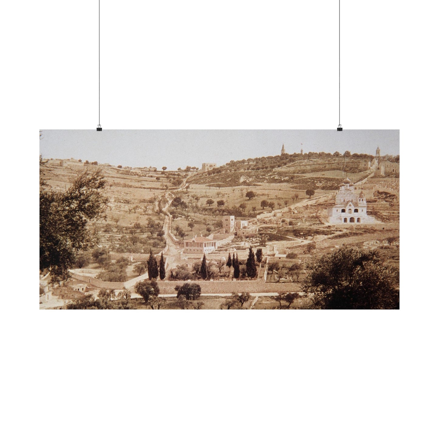 Vintage Palestine photo. Jerusalem olive trees Matte Horizontal Posters