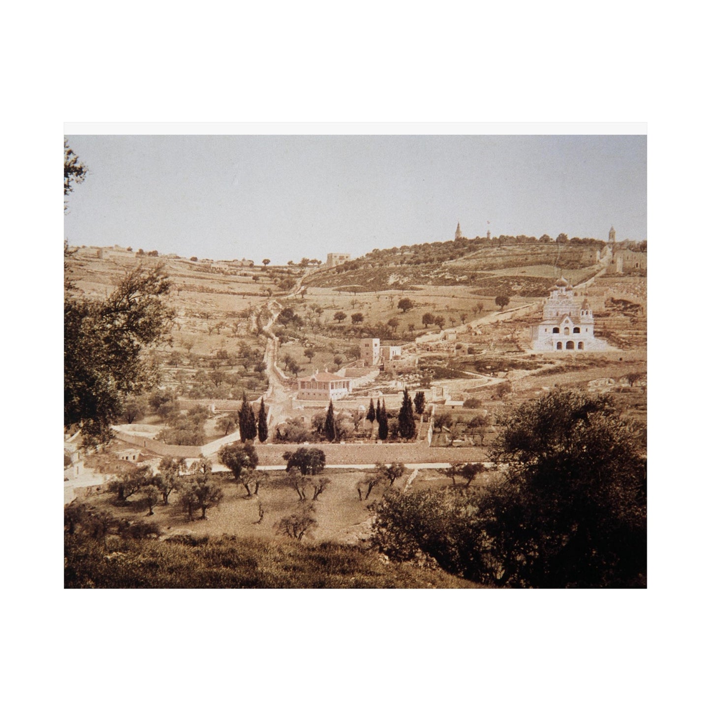 Vintage Palestine photo. Jerusalem olive trees Matte Horizontal Posters