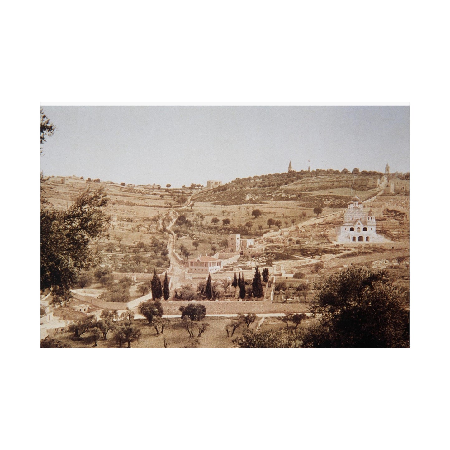Vintage Palestine photo. Jerusalem olive trees Matte Horizontal Posters