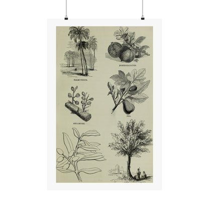 Matte Vertical Posters of various plants and trees mentioned in the Bible that were common in Palestine the Holy Land. Vintage Palestine Art