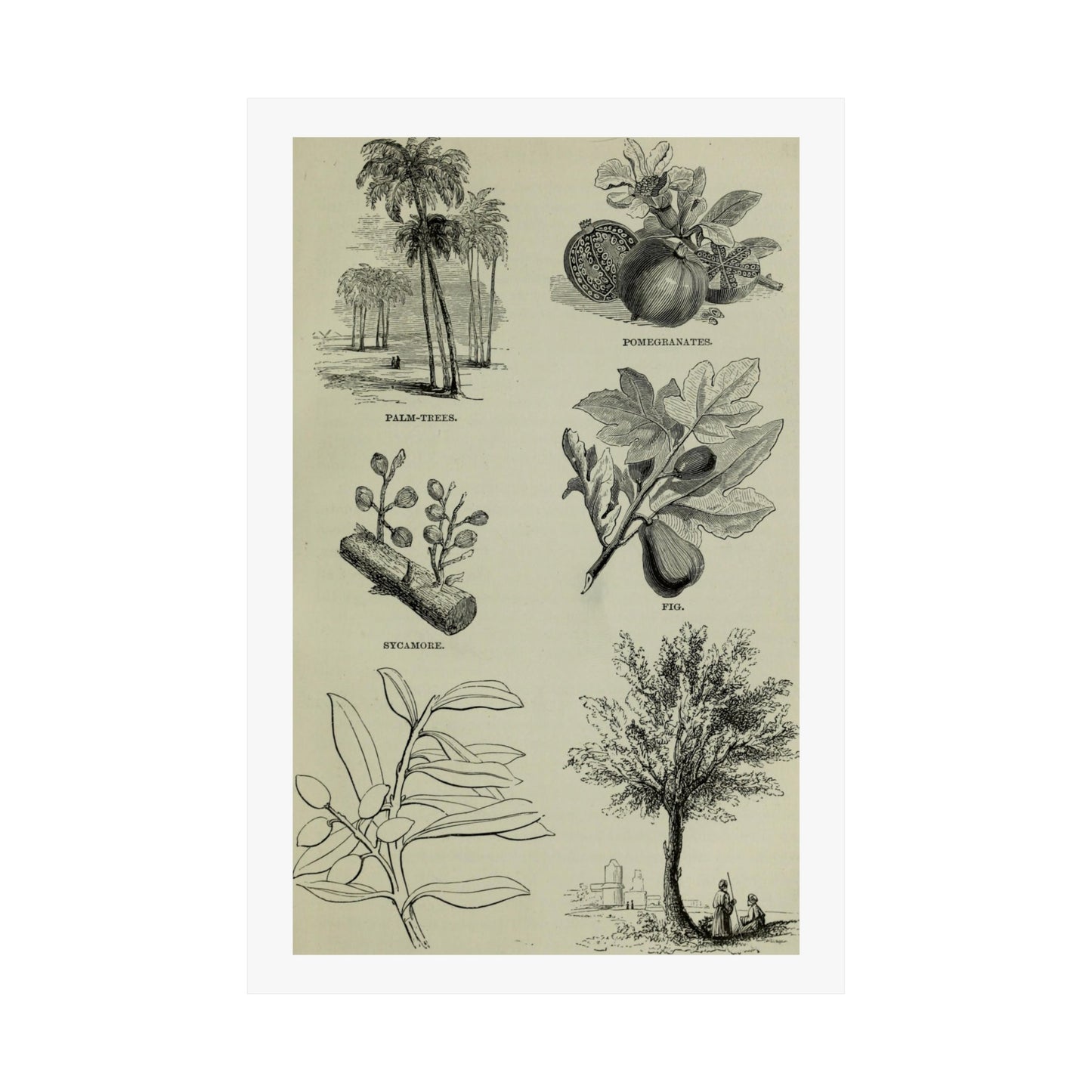 Matte Vertical Posters of various plants and trees mentioned in the Bible that were common in Palestine the Holy Land. Vintage Palestine Art