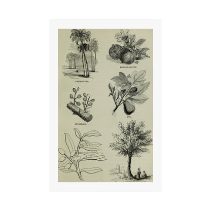 Matte Vertical Posters of various plants and trees mentioned in the Bible that were common in Palestine the Holy Land. Vintage Palestine Art