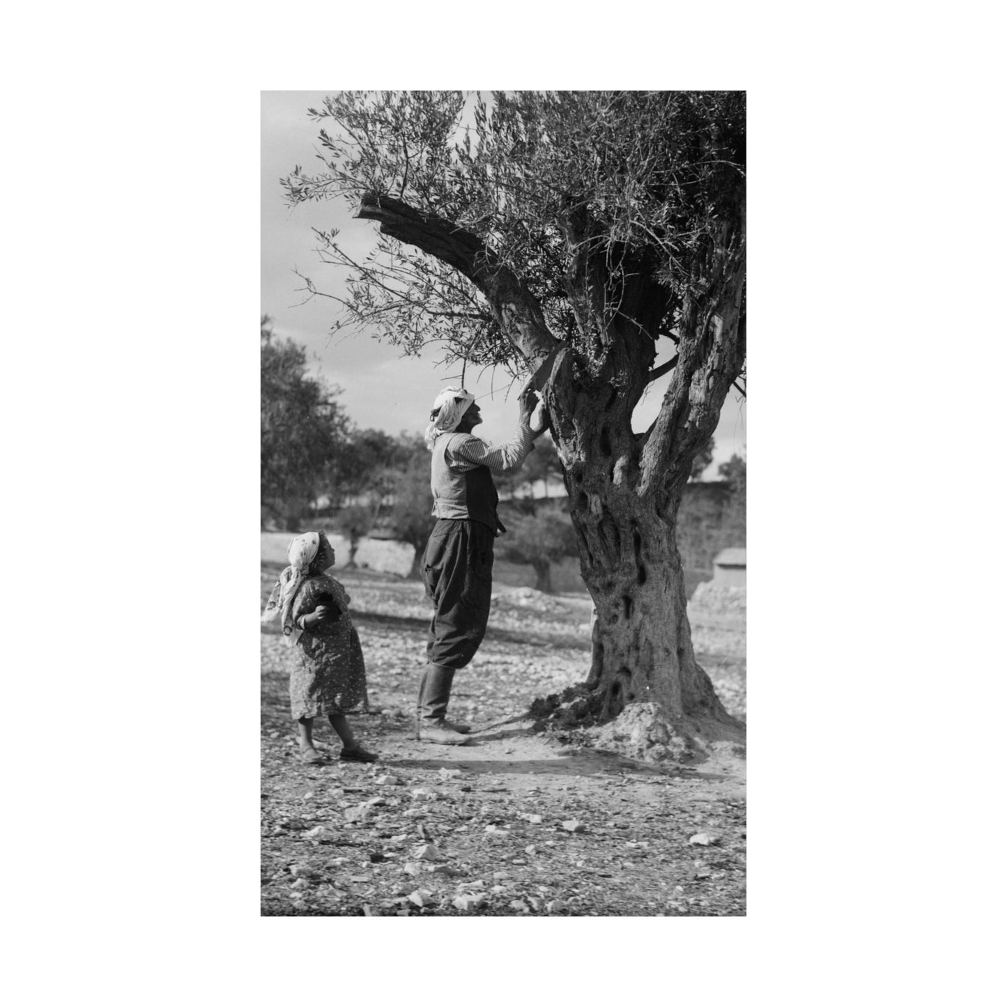 1934 1939 Palestine's Vintage photo Matte Vertical Posters