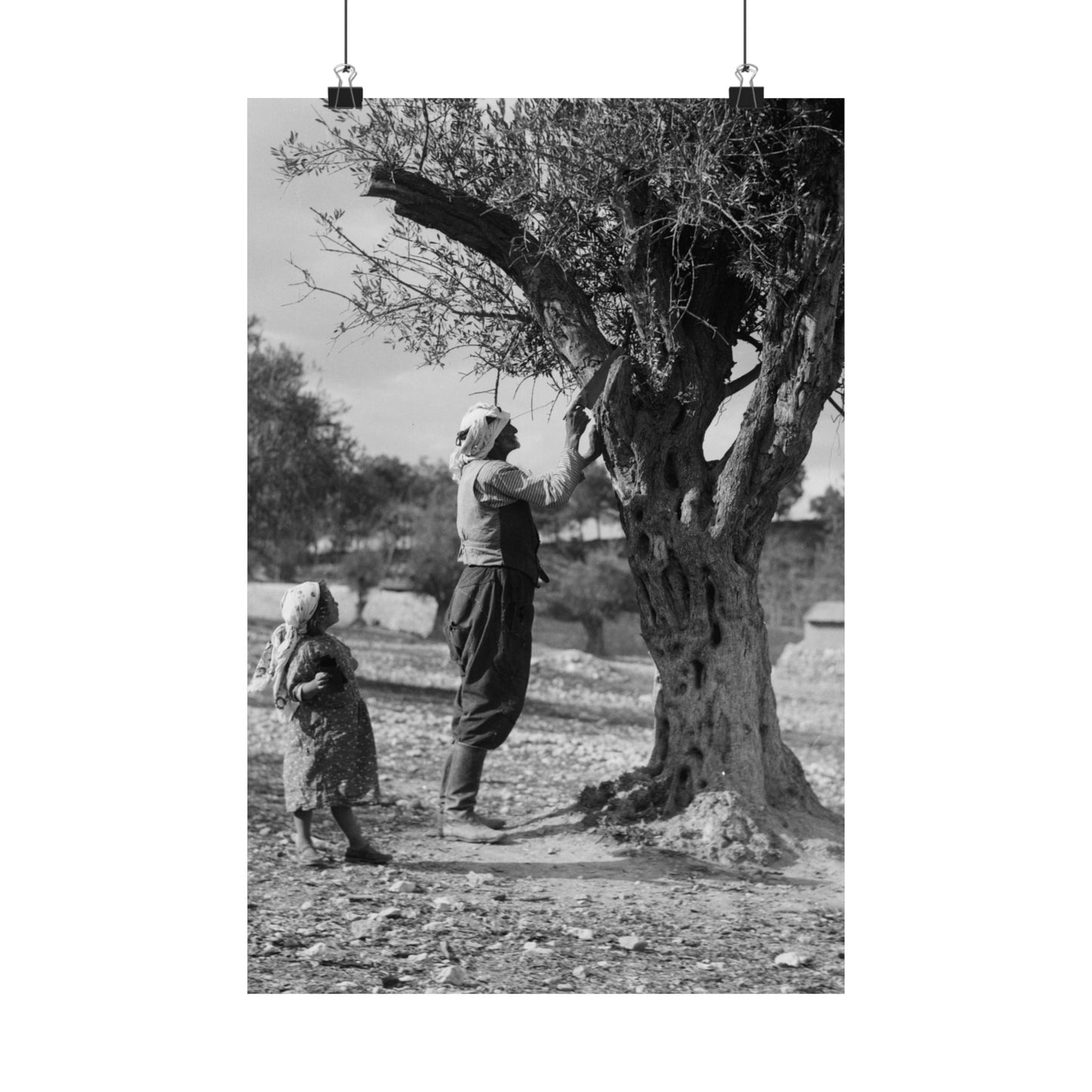 1934 1939 Palestine's Vintage photo Matte Vertical Posters