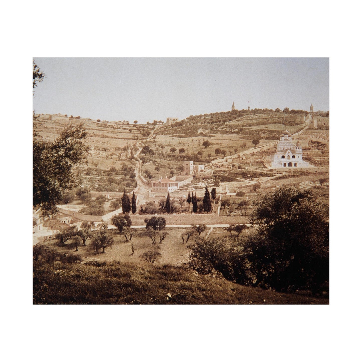 Vintage Palestine photo. Jerusalem olive trees Matte Horizontal Posters