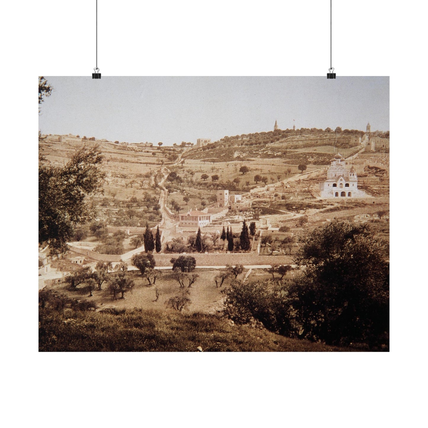 Vintage Palestine photo. Jerusalem olive trees Matte Horizontal Posters