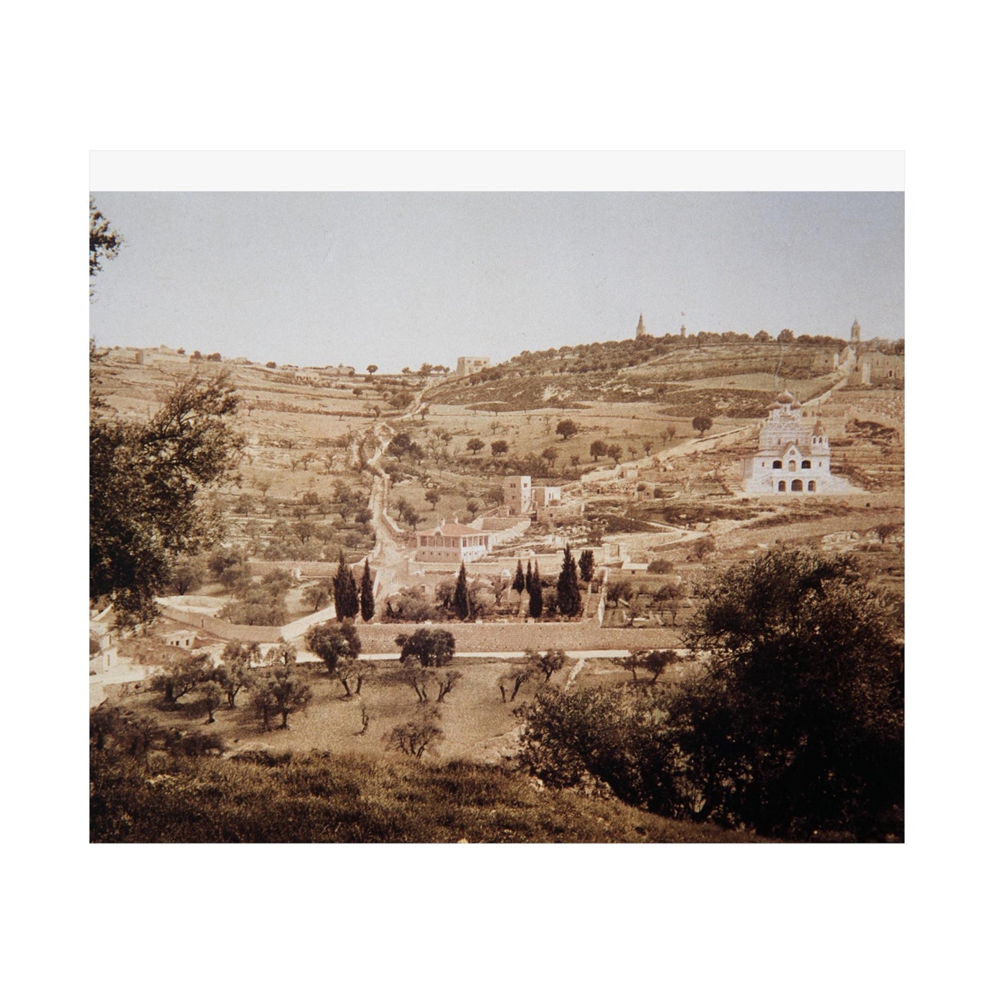 Vintage Palestine photo. Jerusalem olive trees Matte Horizontal Posters
