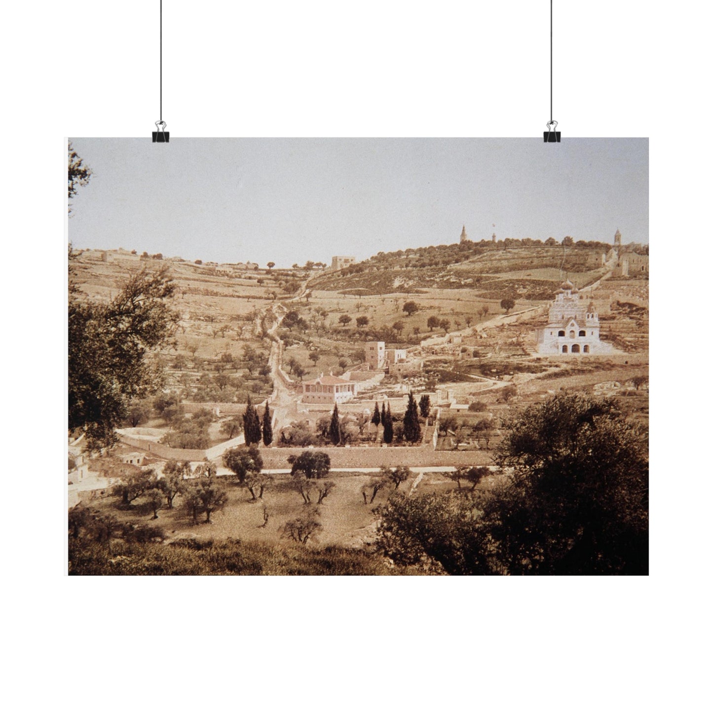 Vintage Palestine photo. Jerusalem olive trees Matte Horizontal Posters
