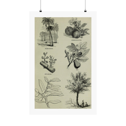 Matte Vertical Posters of various plants and trees mentioned in the Bible that were common in Palestine the Holy Land. Vintage Palestine Art