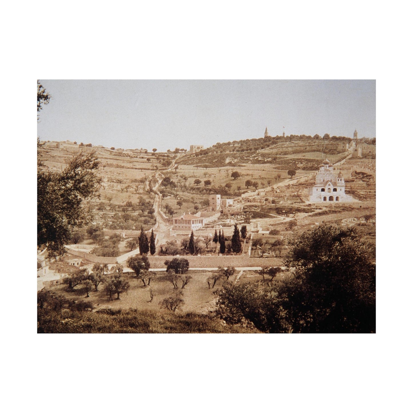 Vintage Palestine photo. Jerusalem olive trees Matte Horizontal Posters